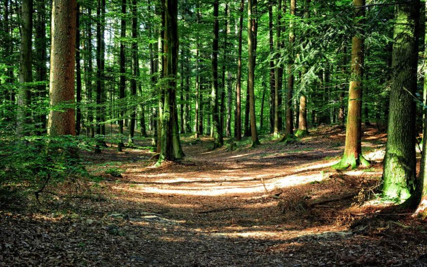 Wald - Bild von Manfred Antranias Zimmer / Pixabay