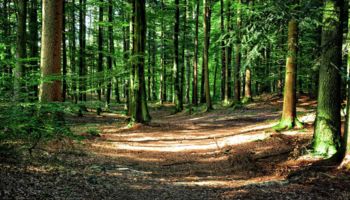 Wald - Bild von Manfred Antranias Zimmer / Pixabay