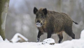 Wildschwein - Bild: Rolfes/DJV